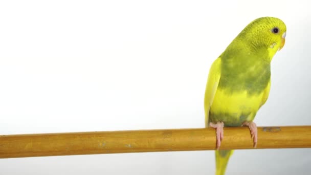 Perroquet vert isolé sur fond blanc 