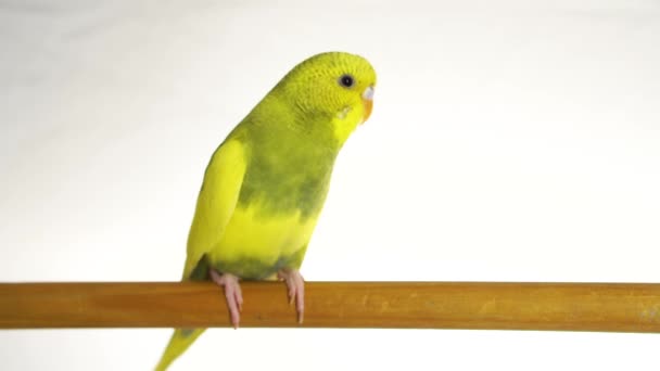 Papagaio Verde Isolado Fundo Branco — Vídeo de Stock