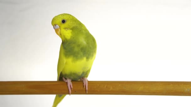 Πράσινο Παπαγάλος Που Απομονώνονται Λευκό Φόντο — Αρχείο Βίντεο