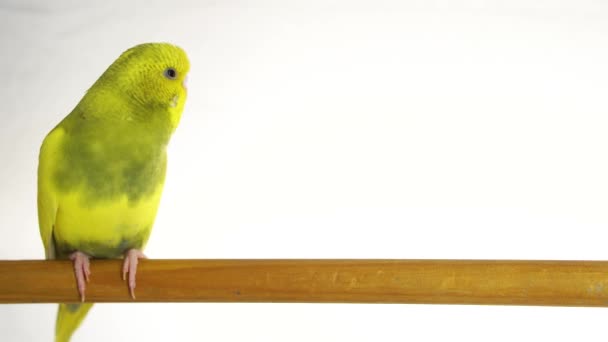 Grüner Papagei Isoliert Auf Weißem Hintergrund — Stockvideo