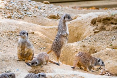 Surricatas 'ı dışarıda izleyen bir grup.
