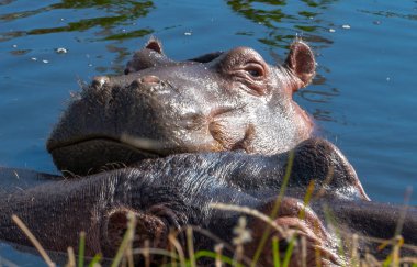 Bir grup ortak su aygırı (su aygırı amphibius), ya da su aygırı, Güney Luangwa river, Güney Luangwa, Zambiya, Afrika