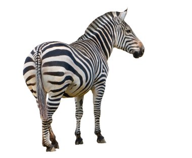 beyaz arkaplanda izole edilmiş zebra