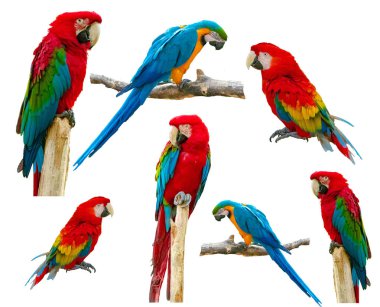 Beyaz arkaplanda Macaw Papağanı izole