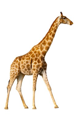 Giraffe isolated on white background clipart