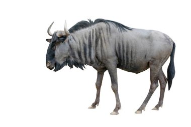 Beyaz arka plan üzerinde izole wildebeest
