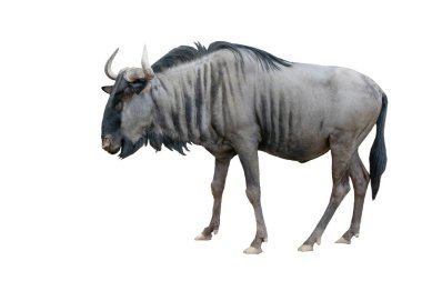 wildebeest isolated on white background clipart