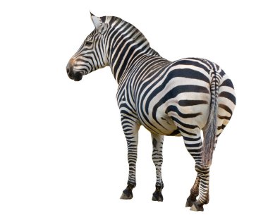 beyaz arkaplanda izole edilmiş zebra