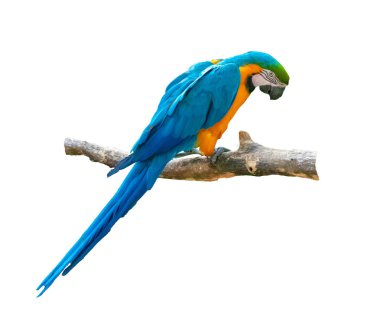 Beyaz arkaplanda Macaw Papağanı izole