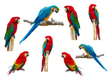 Beyaz arkaplanda Macaw Papağanı izole
