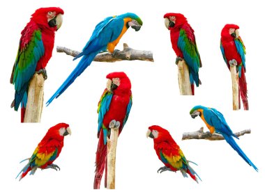 Beyaz arkaplanda Macaw Papağanı izole