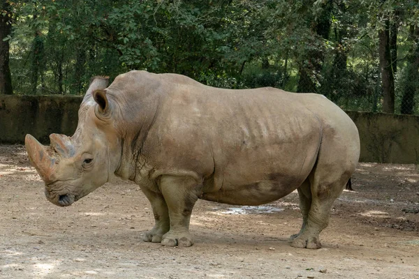 Viděl Tento Nosorožec Při Návštěvě Slavného Národního Parku Kruger Jižní — Stock fotografie