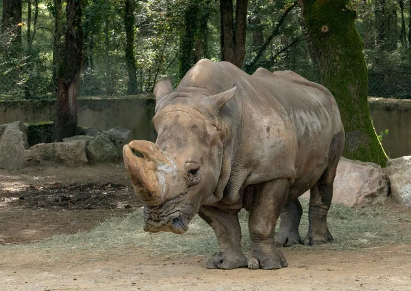 Viděl Tento Nosorožec Při Návštěvě Slavného Národního Parku Kruger Jižní — Stock fotografie