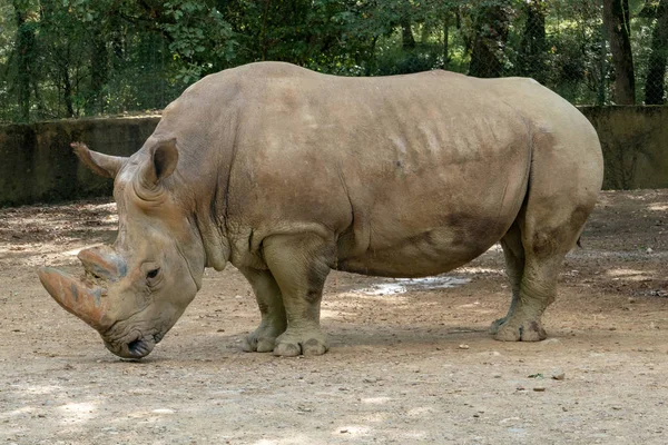 Viděl Tento Nosorožec Při Návštěvě Slavného Národního Parku Kruger Jižní — Stock fotografie