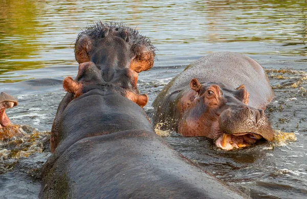 Grupy Wspólnego Hipopotam Nilowy Hippopotamus Amphibius Lub Hipopotam South Luangwa — Zdjęcie stockowe