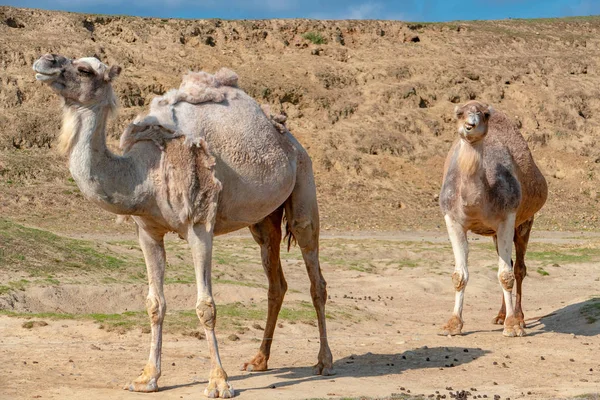 Cammello Nel Deserto Israele Negev — Foto Stock