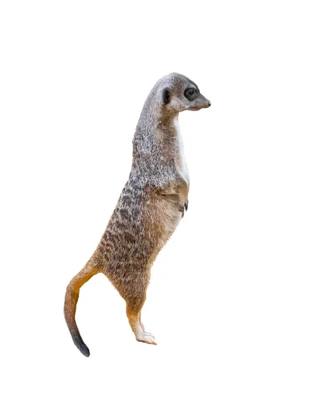 Meerkats Isolated White Background — Stock Photo, Image