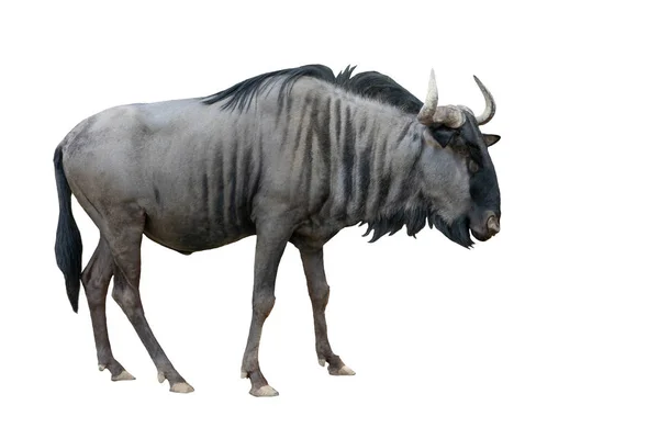 Антилопы Изолированы Белом Фоне — стоковое фото