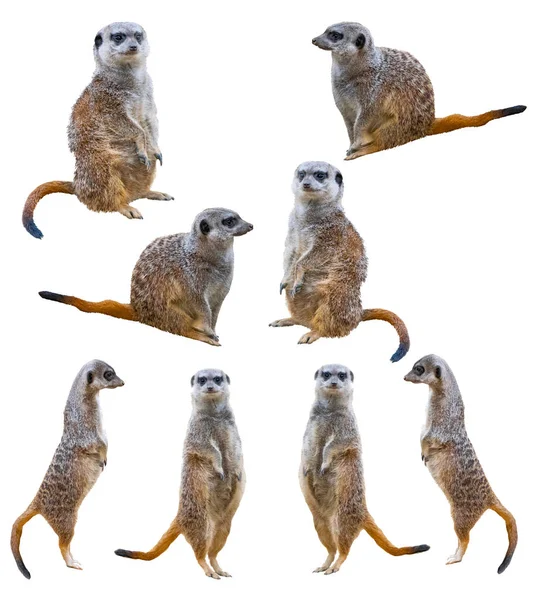 Meerkats Που Απομονώνονται Λευκό Φόντο — Φωτογραφία Αρχείου