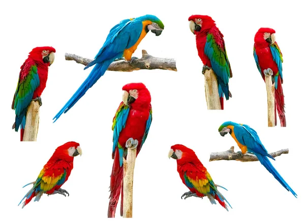 Macaw Papoušek Izolované Bílém Pozadí — Stock fotografie