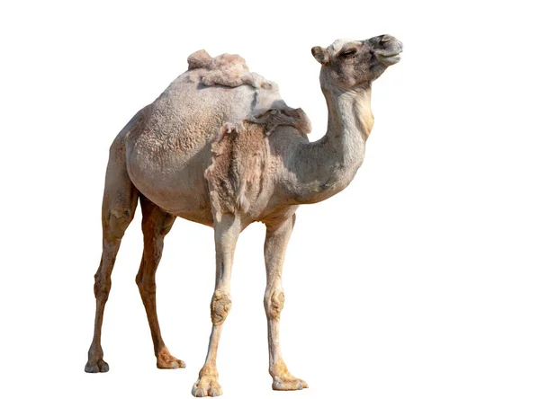 Camel Isolerad Vit Bakgrund — Stockfoto