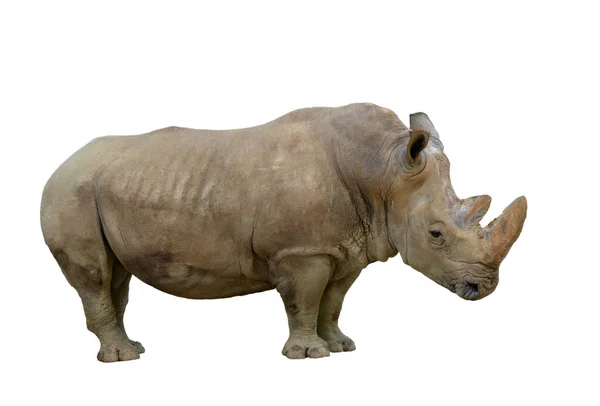 Nashorn Isoliert Auf Weißem Hintergrund — Stockfoto