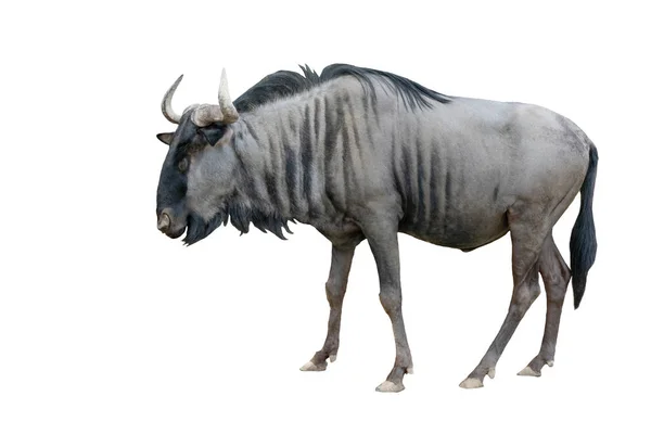Wildebeest แยกก นบนพ นหล ขาว — ภาพถ่ายสต็อก
