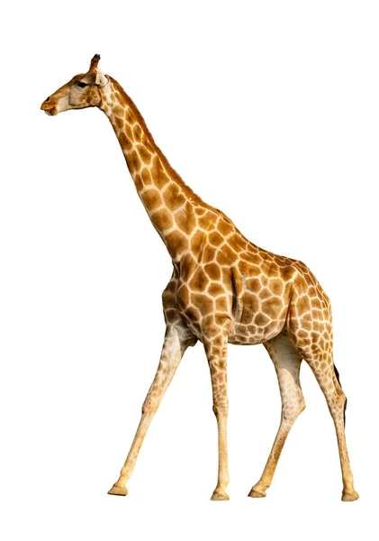 Giraffa Isolata Sfondo Bianco — Foto Stock