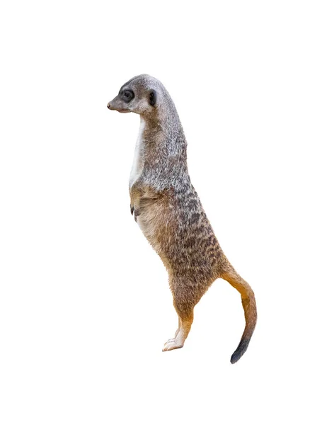 Meerkats Isolato Sfondo Bianco — Foto Stock