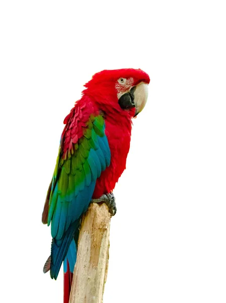 Macaw Parrot Diisolasi Pada Latar Belakang Putih — Stok Foto