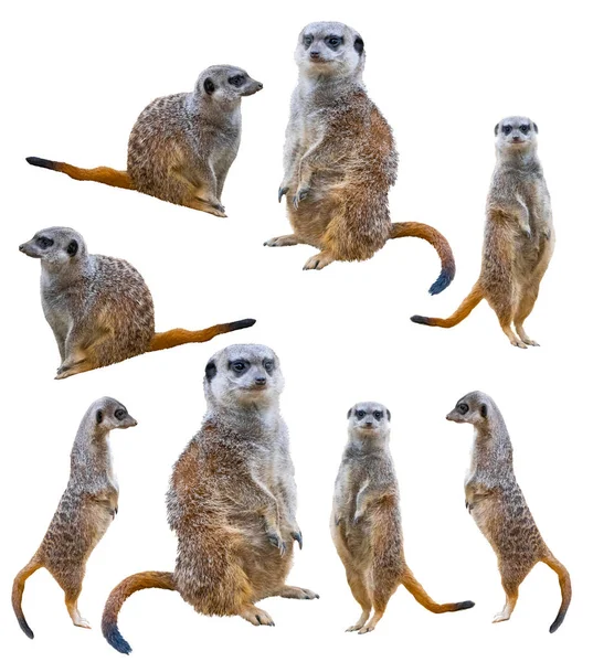 Meerkats Που Απομονώνονται Λευκό Φόντο — Φωτογραφία Αρχείου