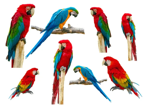 Macaw Papagaio Isolado Fundo Branco — Fotografia de Stock