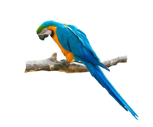 Macaw Papoušek Izolované Bílém Pozadí — Stock fotografie