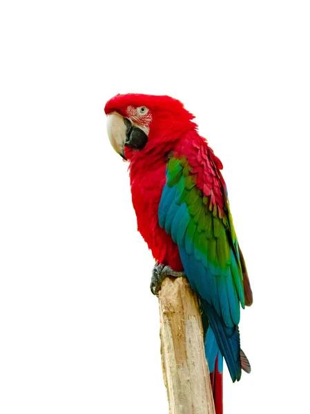 Macaw Papegaai Geïsoleerd Witte Achtergrond — Stockfoto