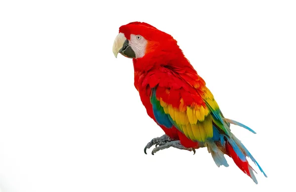 Macaw Papegaai Geïsoleerd Witte Achtergrond — Stockfoto