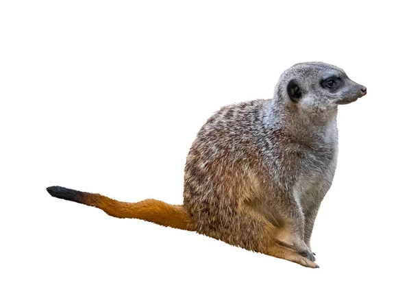 Meerkats Isolado Fundo Branco — Fotografia de Stock