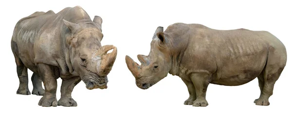 Nosorožec Izolované Bílém Pozadí — Stock fotografie