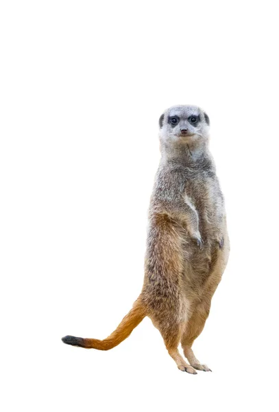 Meerkats Isoleret Hvid Baggrund - Stock-foto