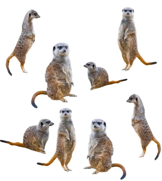 Meerkats Που Απομονώνονται Λευκό Φόντο — Φωτογραφία Αρχείου