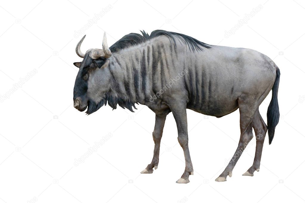 wildebeest isolated on white background