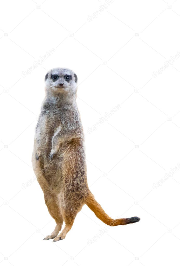 Meerkats isolated on white background