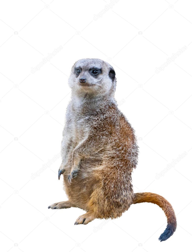 Meerkats isolated on white background