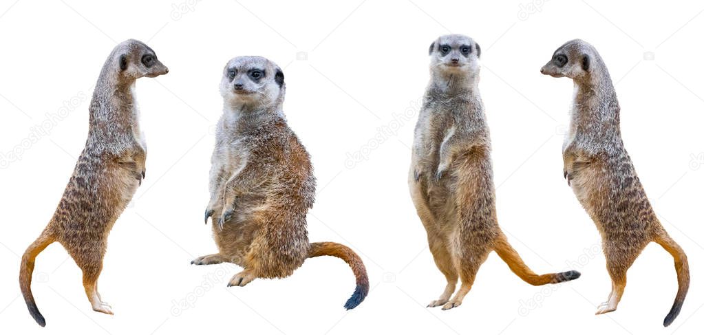 Meerkats isolated on white background