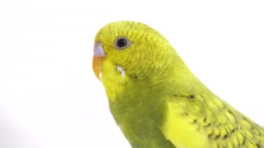 Beyaz ekranda izole yeşil papağan muhabbet kuşu