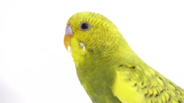 Papagaio Verde Budgie Isolado Tela Branca — Vídeo de Stock