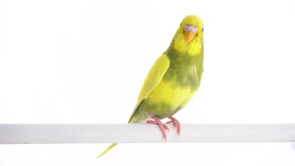 Groene Papegaai Budgie Geïsoleerd Wit Scherm — Stockvideo