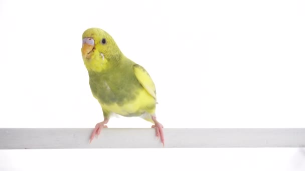 Papagaio Verde Budgie Isolado Tela Branca — Vídeo de Stock