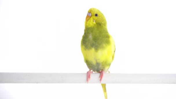 Green Parrot Budgie Isolated White Screen — Stock Video