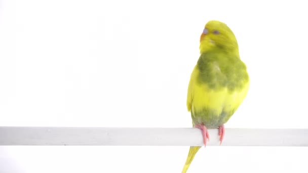 Perroquet vert isolé sur écran blanc 