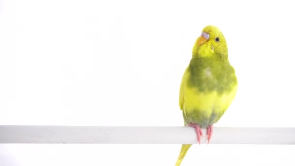 Green Parrot Budgie Isolated White Screen — Stock Video